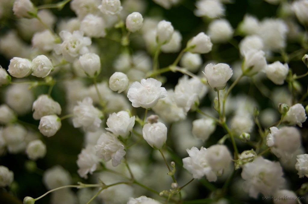 Baby&amp;#39;s Breath Plants