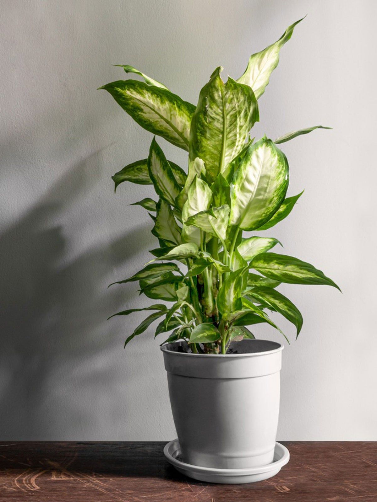 Large Potted Dieffenbachia Plant