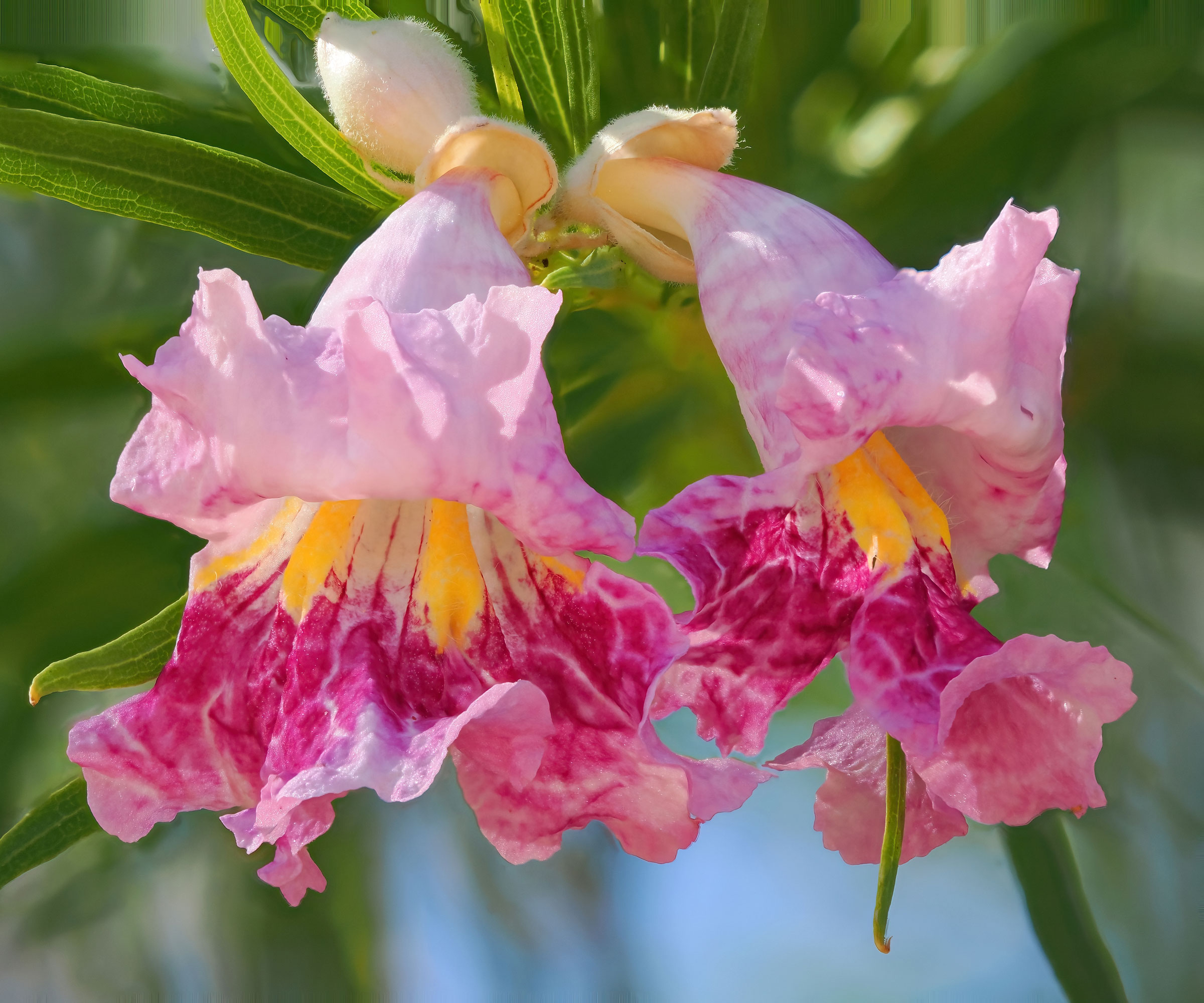 desert willow tree showing large pink flowers