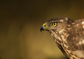 Like other hawks (and like the ancient owl), this northern goshawk has a ridge over its eyes that shades them from the sun.