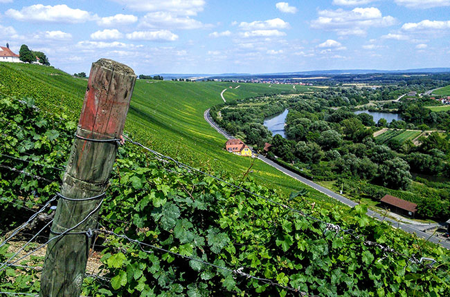 escherndorfer lump, silvaner