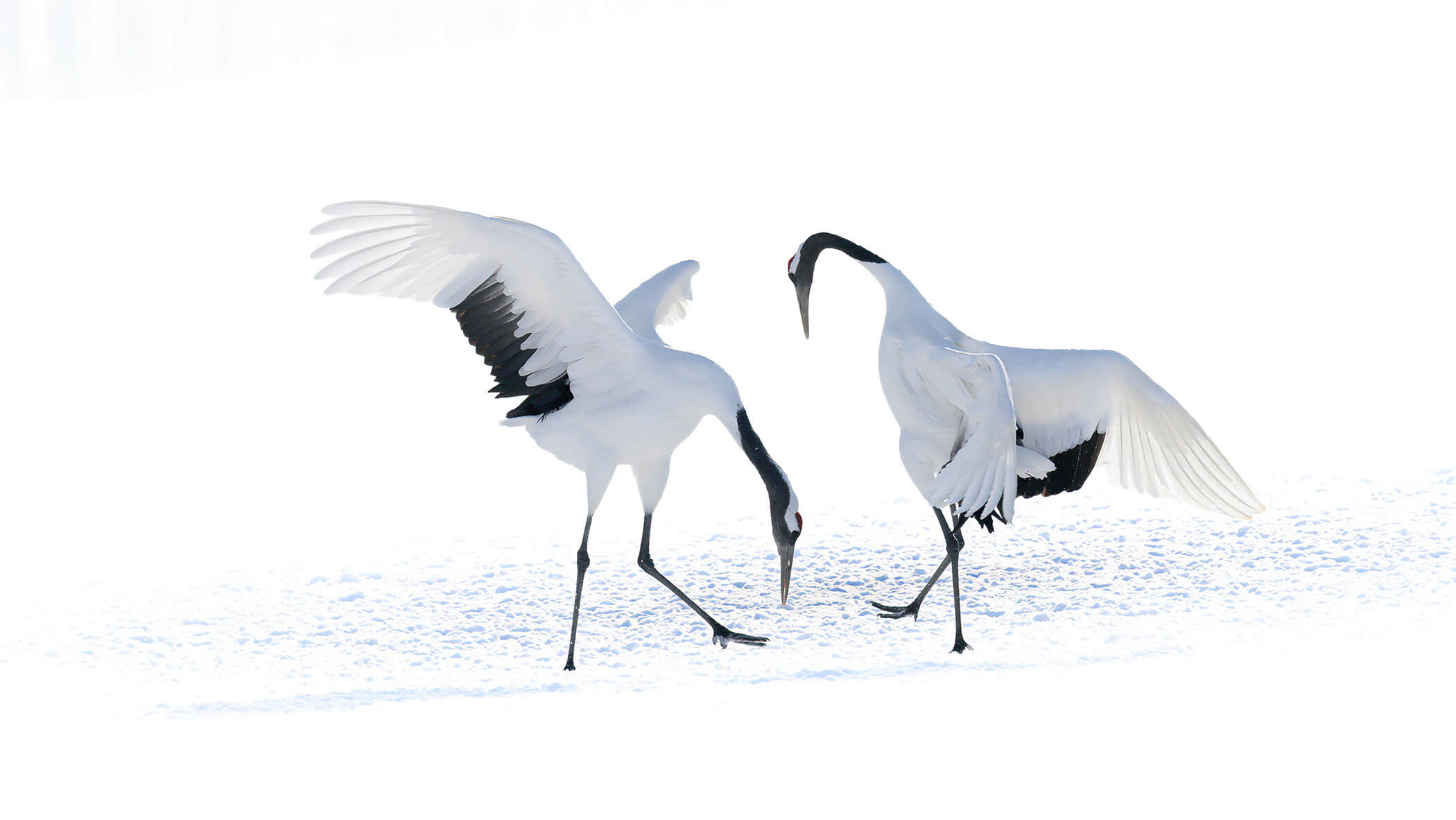 Red-crowned crane. 