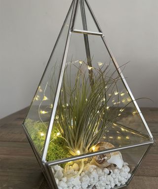 geometric terrarium with christmas lights