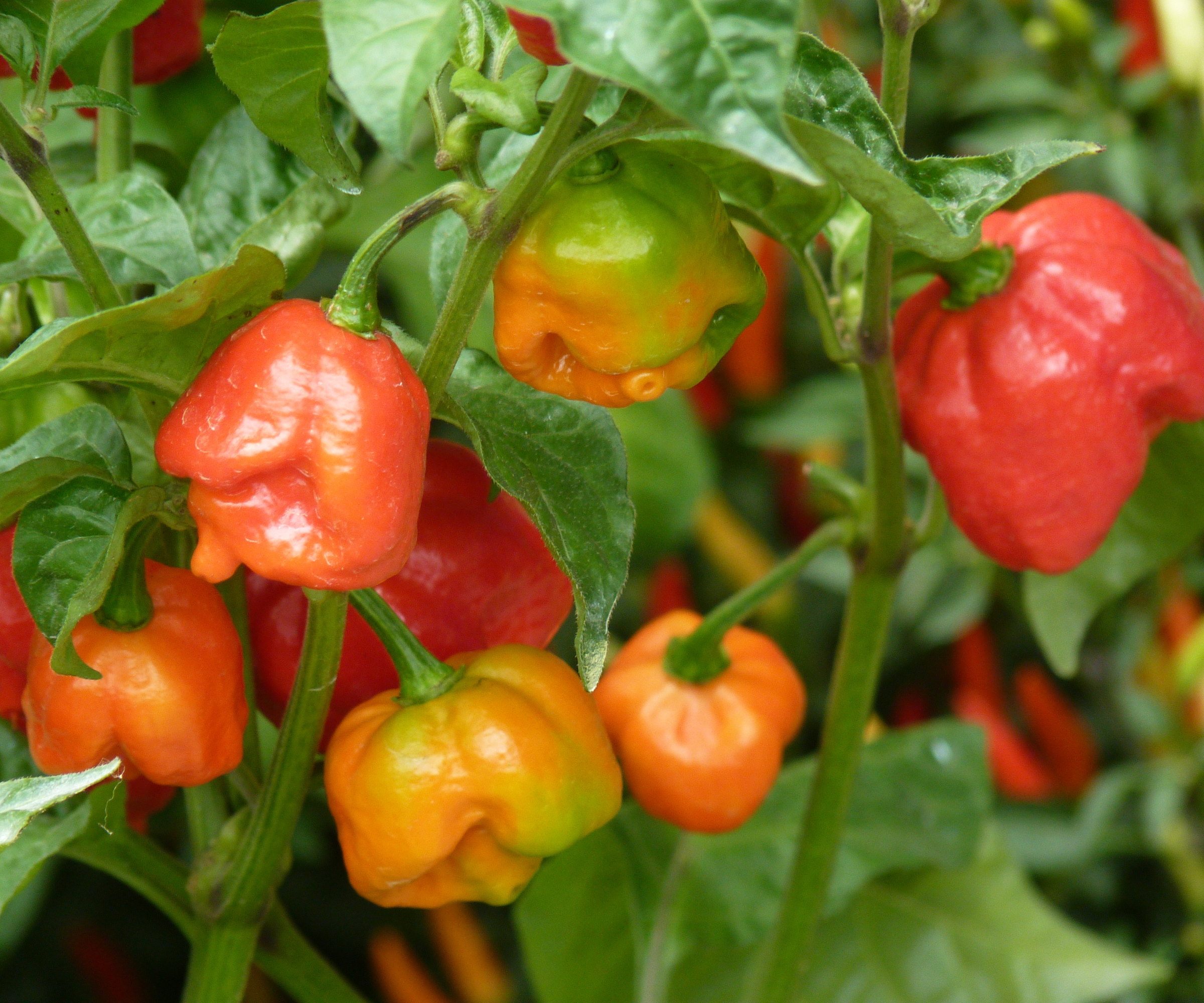 Trinidad Scorpion Butch T peppers growing on a bush