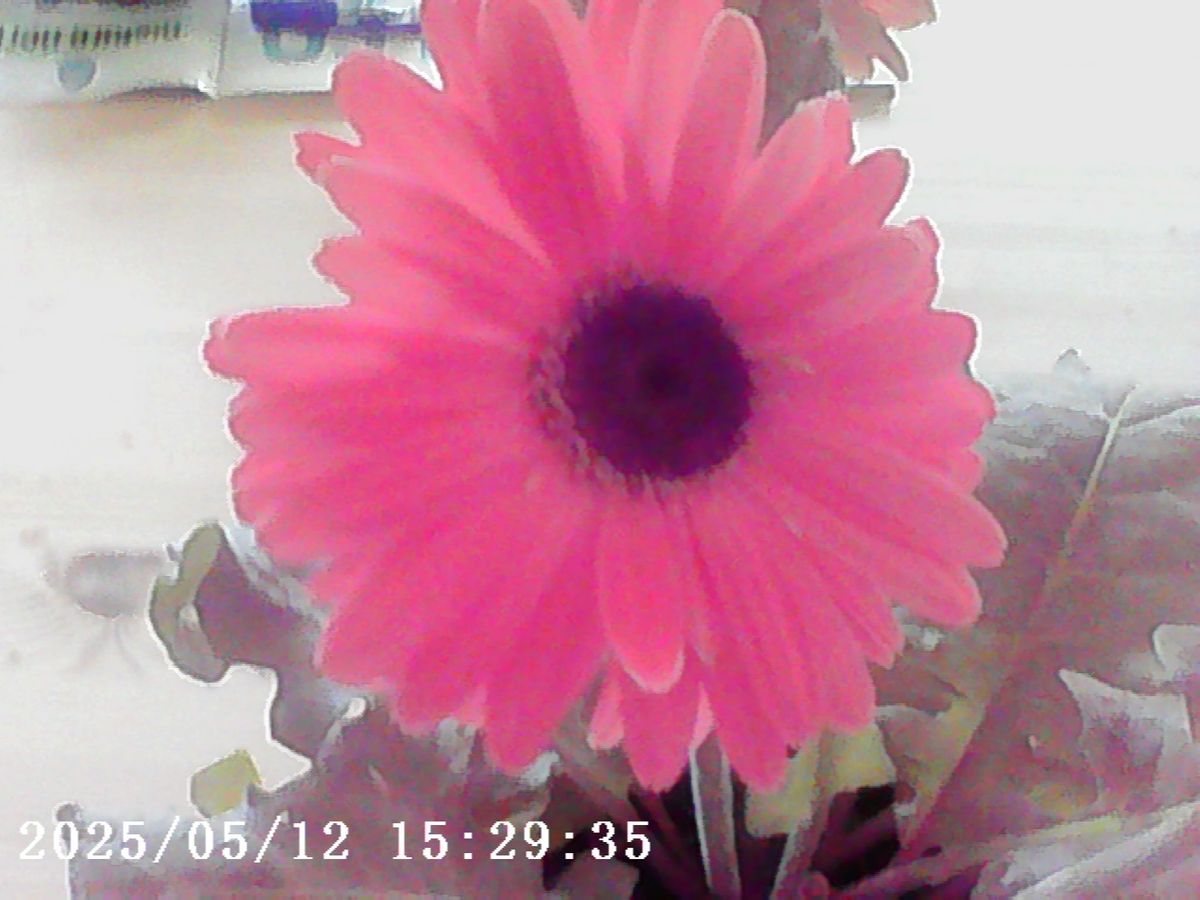 Photo Creator Mini Digital Camera series 3 sample gallery: a pink flower