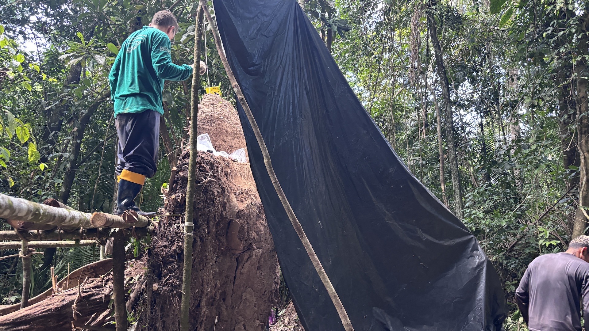 archaeologists constructing primitive scaffolding in the rainforest