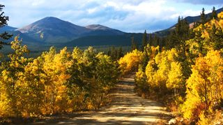 A dirt road in Colorado leading to a mountain is framed by golden aspen trees in the fall