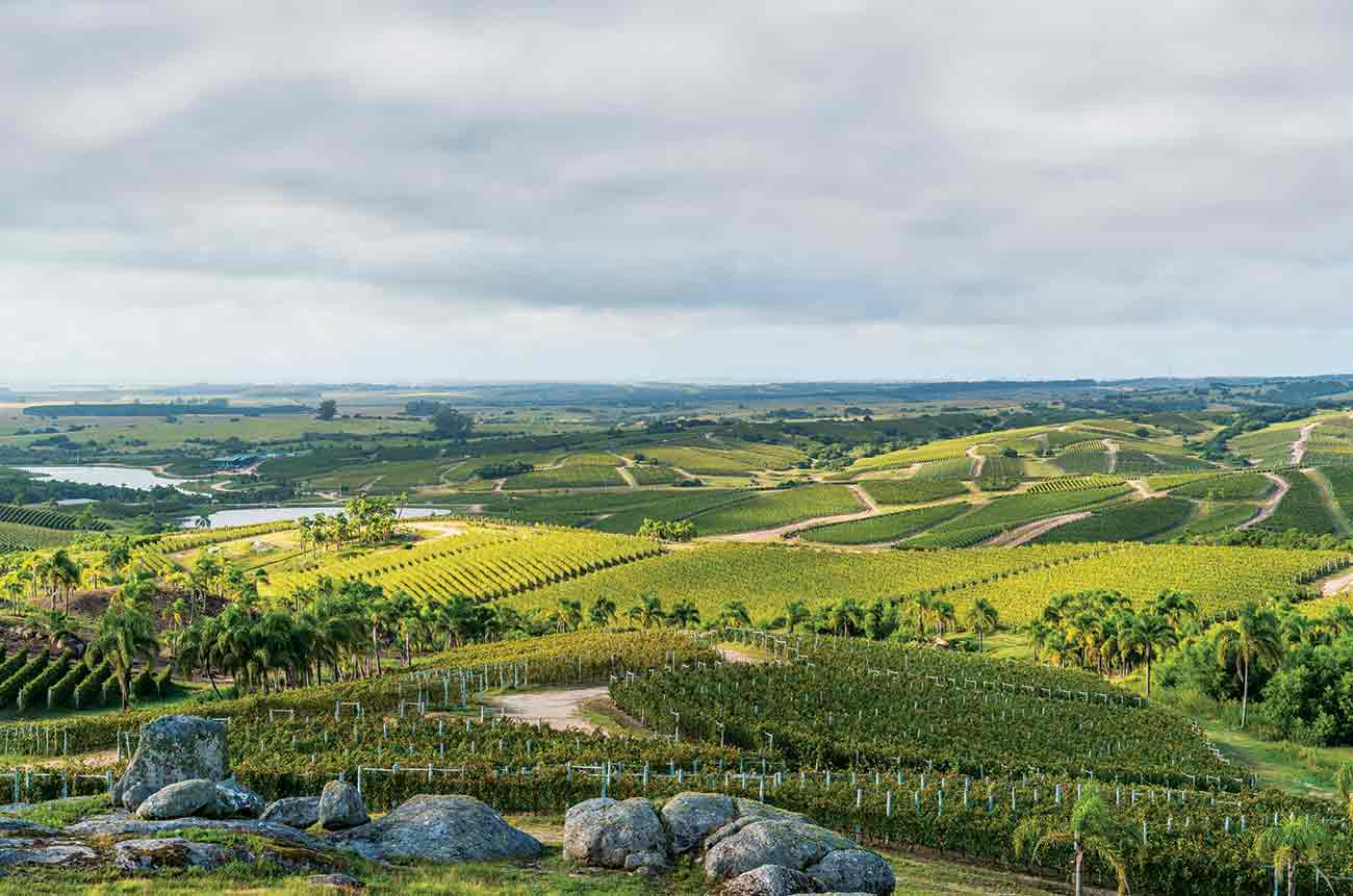 Uruguay wines