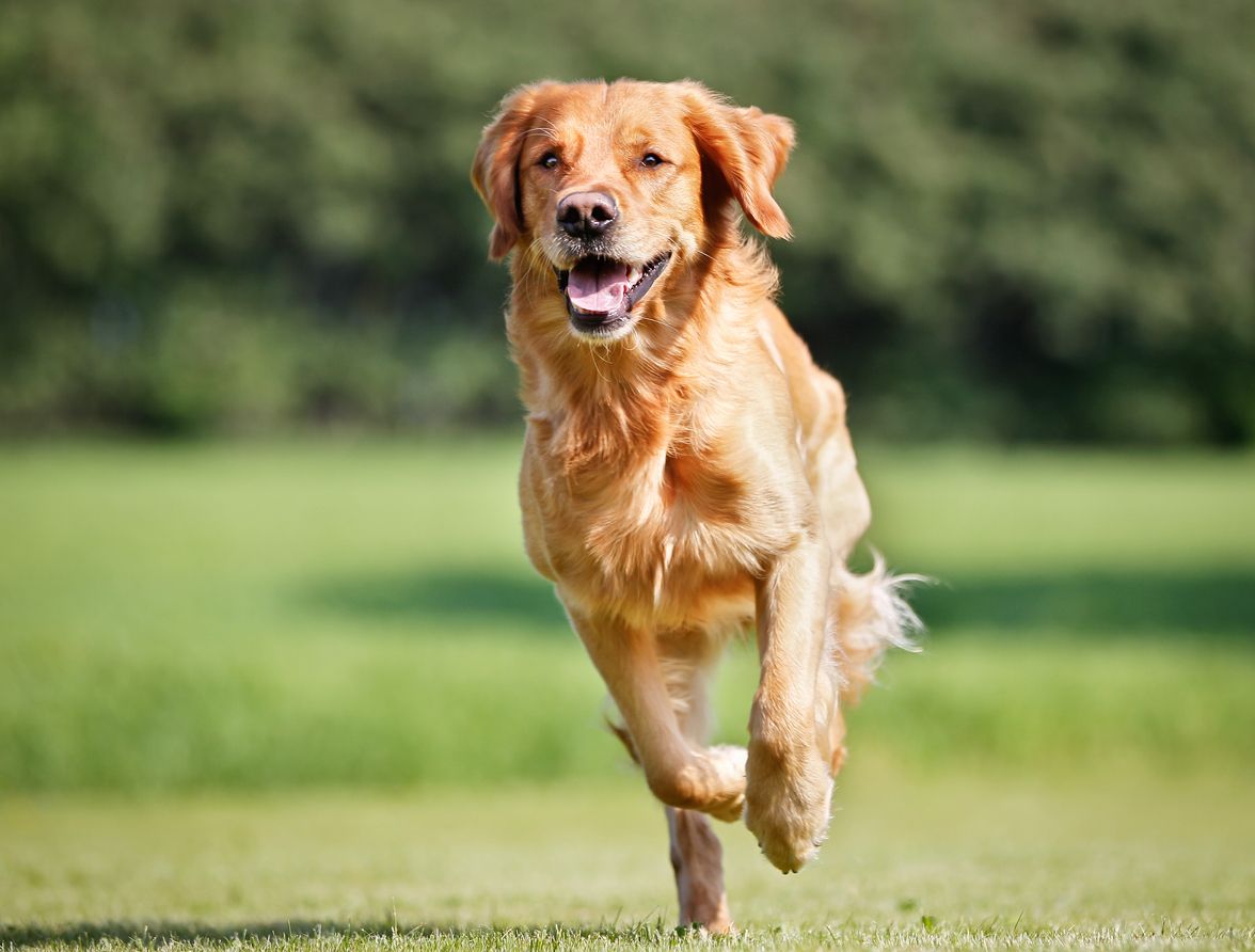 A dog saved a man from likely death.