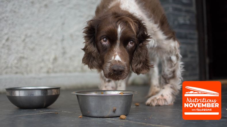 Dog food ingredients explained – a vet’s guide what's in your dog’s