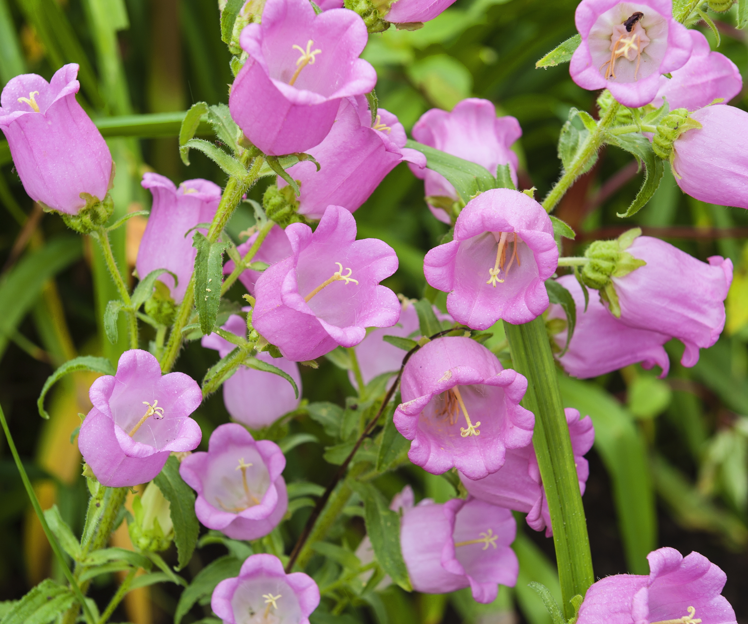 Pink Canterbury Bells flowers