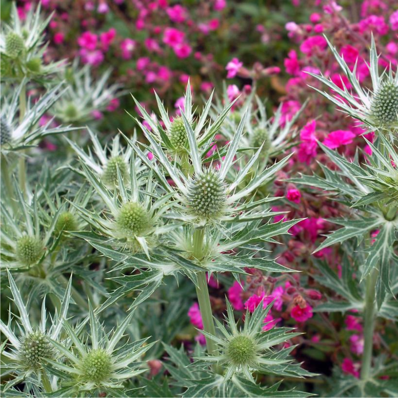 Big Blue Sea Holly