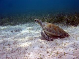 green turtles, do marine protected areas work, where turtles like to go, turtle news, endangered species news, animal news, earth