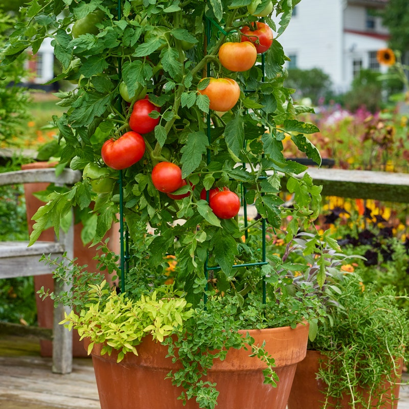 Heatmaster Tomato Seeds &amp;amp; Plant