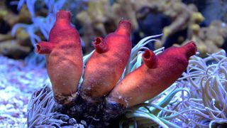 three red sea squirts attached to a coral bed with white strands