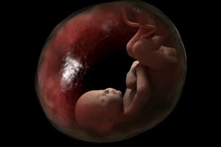 The fetal placenta lies on the other side of the placental barrier, a wall of tissue that separates the mother's blood from the developing baby's.
