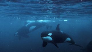 two orca underwater with one looking towards the camera