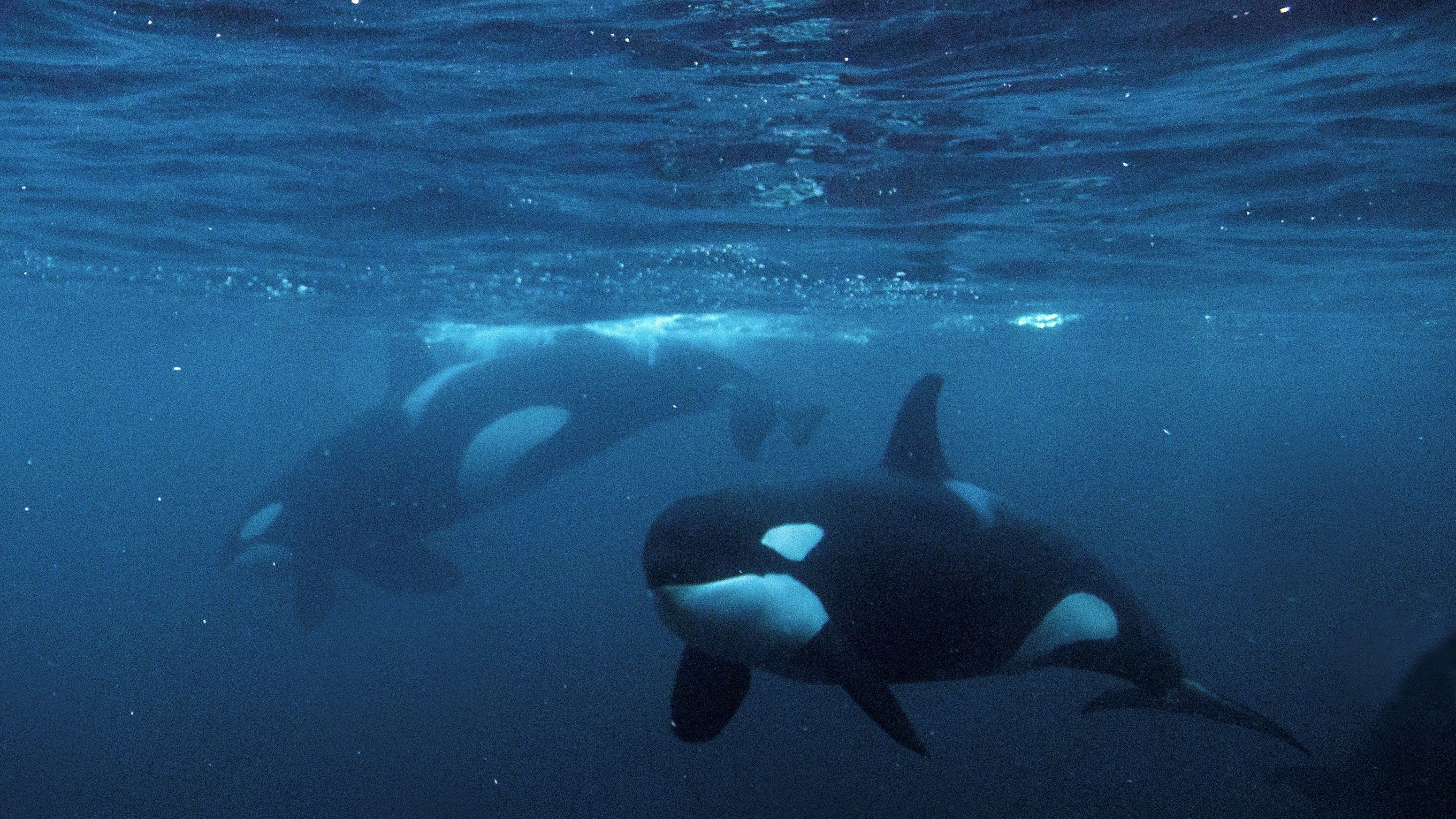 two orca underwater with one looking towards the camera