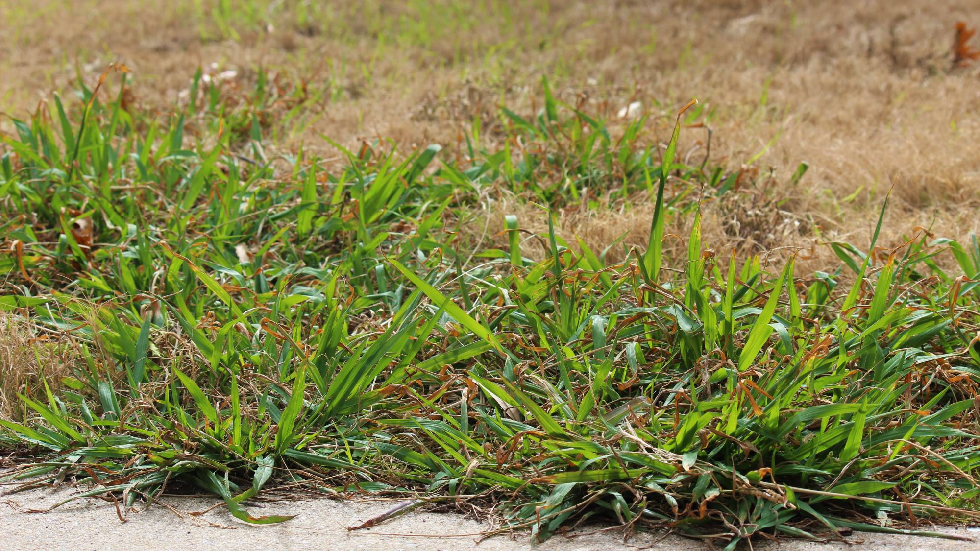 Crabgrass in lawn 