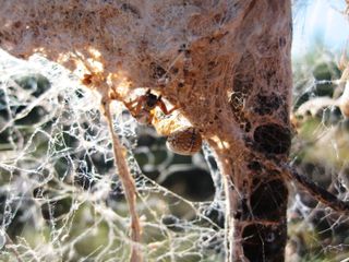 The web of the social desert spider Stegodyphus dumicola. The spiders live in colonies of up to 2,000 members.