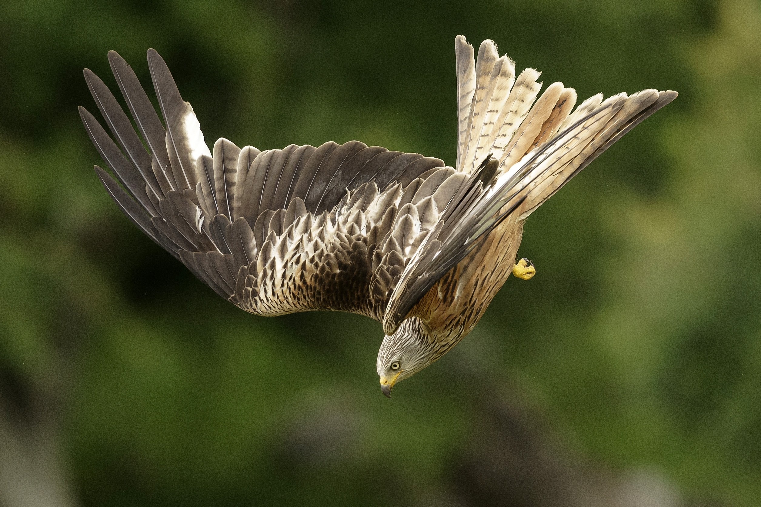 A red kite diving