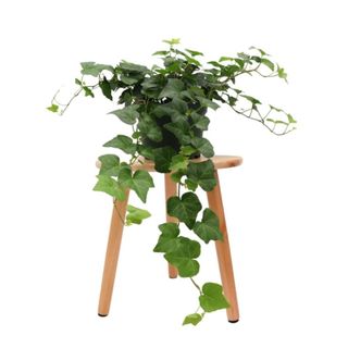 A green ivy plant on a wooden stool