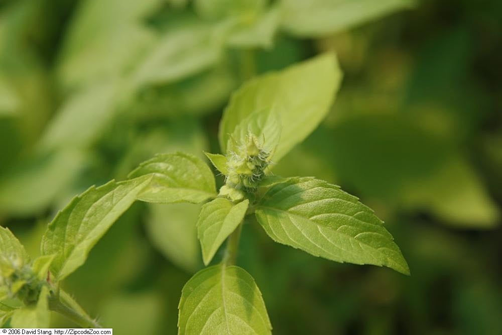 Sweet Dani Basil Plant