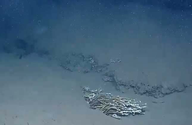 A lonely clump of tube worms.