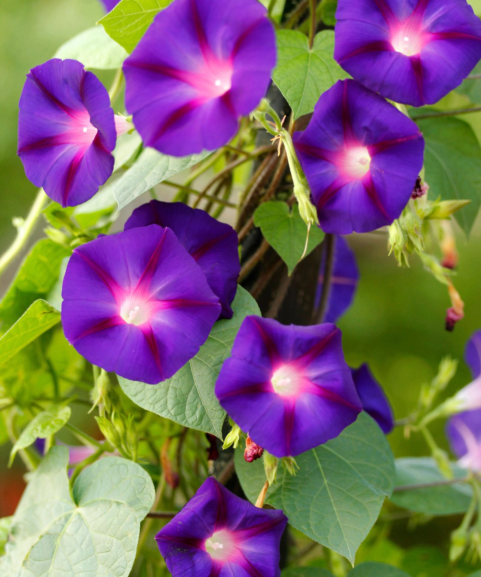 Morning glory care and growing guide: tips for these climbers ...