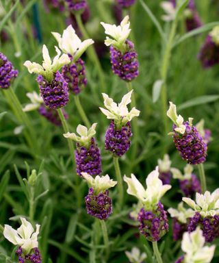 lavender Tiara flourishing in herb garden