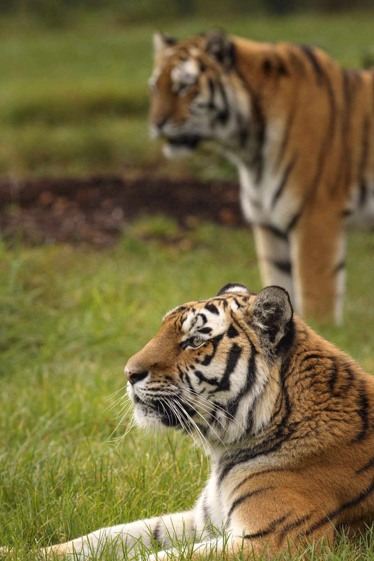 Wildlife