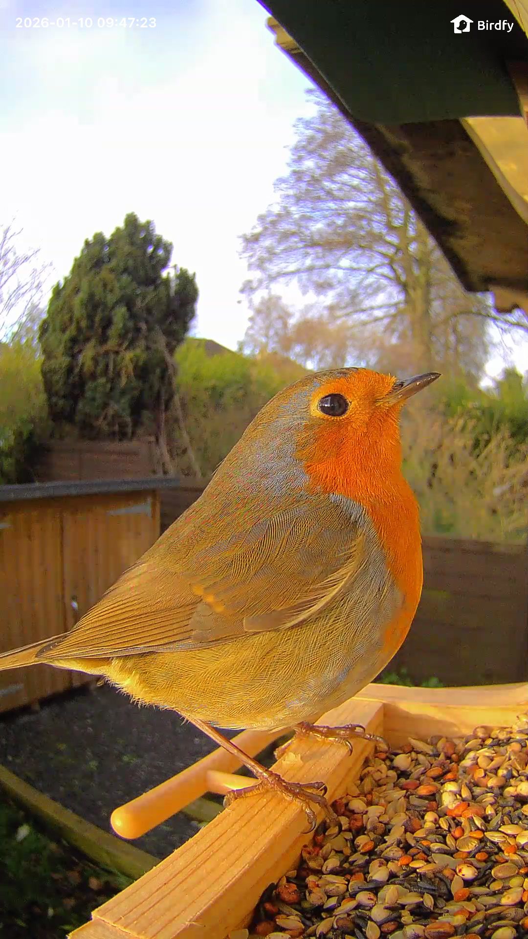 A garden bird landing on the Birdfy Wood feeder