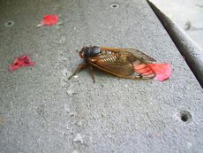 cicada-110503