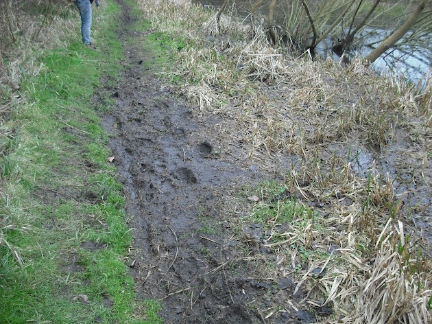 Path-before.jpg