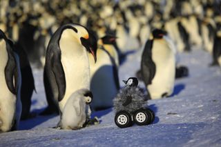 Robot penguin with emperor penguins.