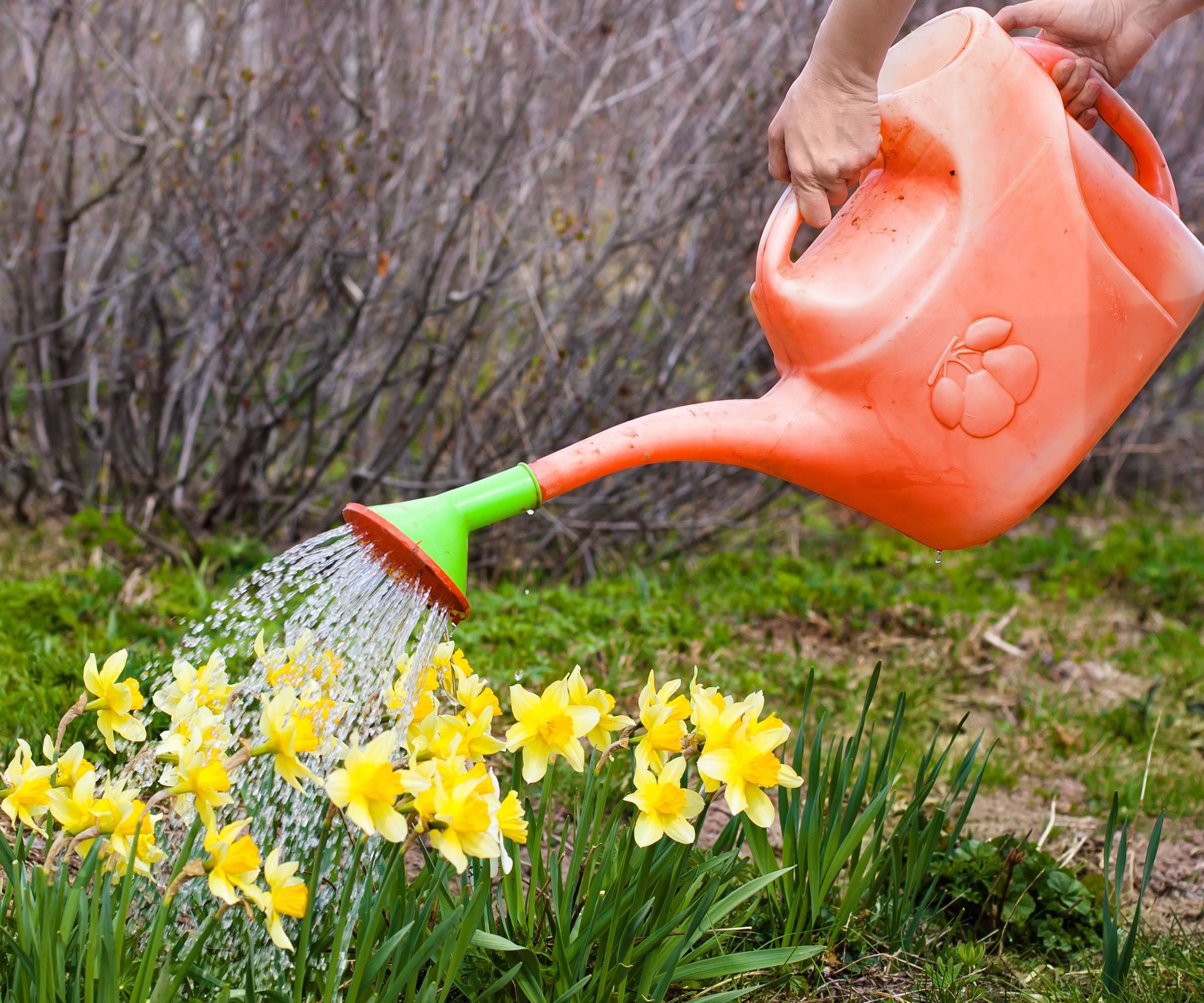 A faded red watering can waters a patch of daffodils