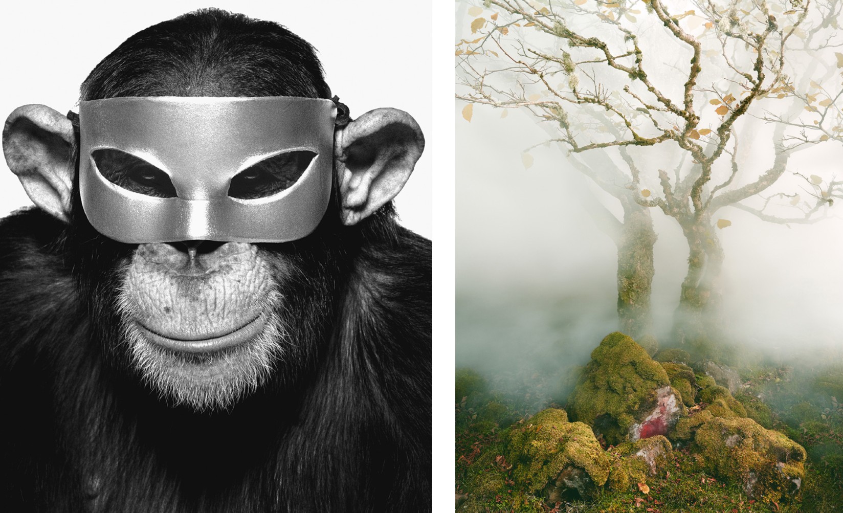 A composite image featuring a black and white close-up of a chimpanzee wearing a silver mask on the left, and a color image of a mossy, gnarled tree shrouded in fog on the right.