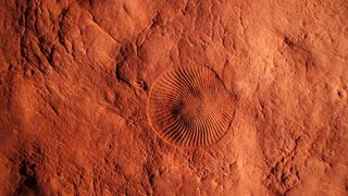 Impressions of the extinct Ediacaran fossils: Dickinsonia (center) and the smaller anchor-shaped Parvancorina (left), in sandstone at the Nilpena Ediacara National Park in South Australia. 