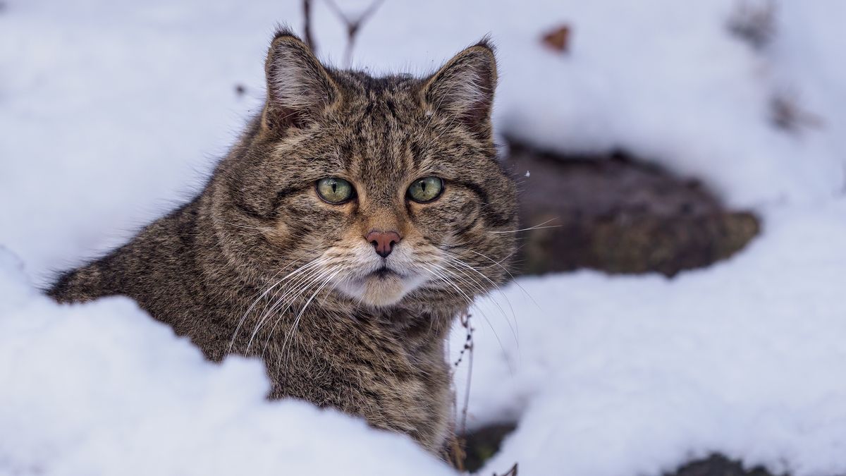 A small brown wild cat in the snow