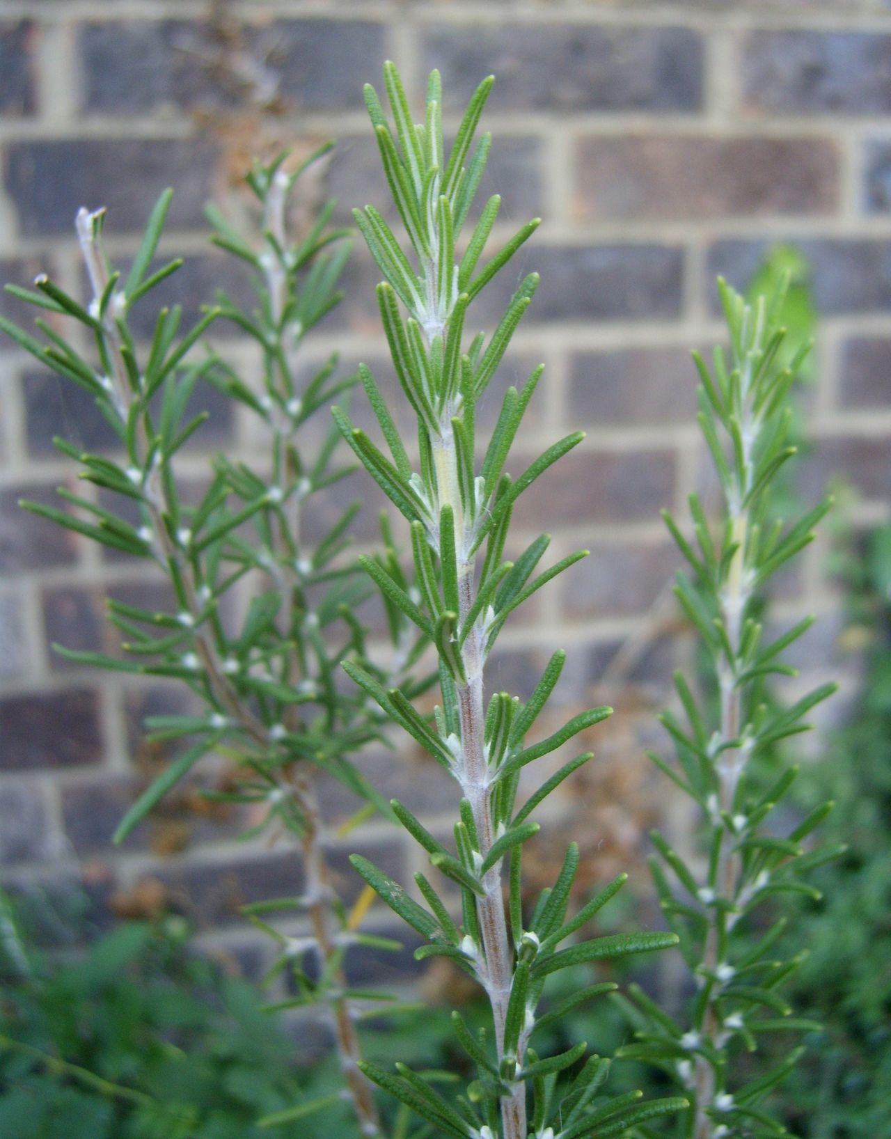 Rosemary Plant