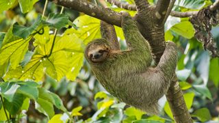 A pale-throated sloth (Bradypus tridactylus)