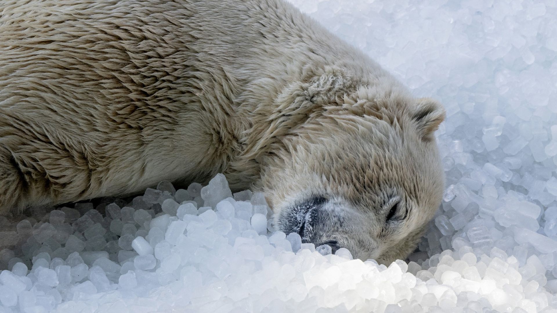 
                                A polar bear cools down on a bed of ice cubes at Prague Zoo, Czech Republic
                            