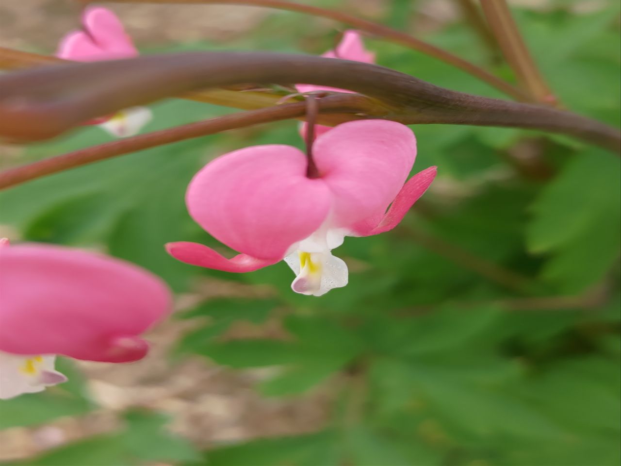 Asus Zenfone 8 camera samples