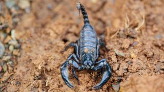 Best exotic pets - Emperor Scorpion in sand