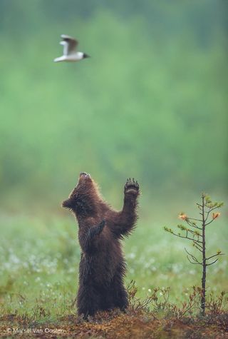 Marsel van Oosten Mother image 4