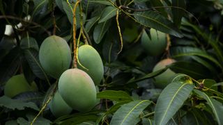 Mangoes about to ripen on a mango tree