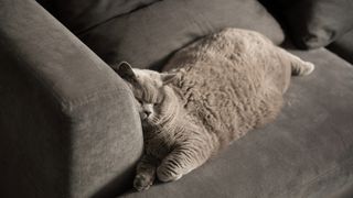 Grey cat with large belly lying on a grey sofa