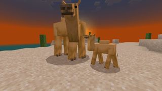 Minecraft - a camel and baby camel stand in the desert at sunset