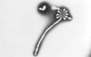 ebola-virus-cdc-11090902