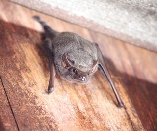 picture of bat hanging face forward in roof structure